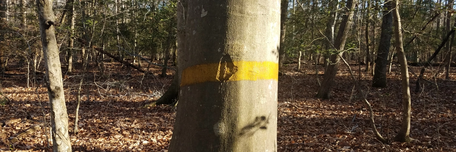 Przykład znakowania drzewa farbą Soppec Forest